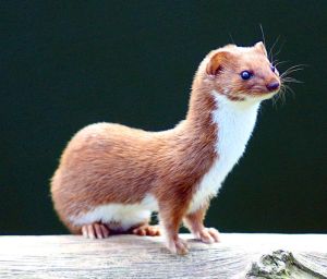 Here's what a weasel looks like. I was really tempted to use a picture of Pauly Shore but I thought that might be too obscure. 